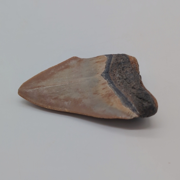 Real Otodus Megalodon Fossilized Shark Tooth 3 In Beautiful Colors - Picture 9 of 11